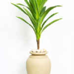 Corn Tree
