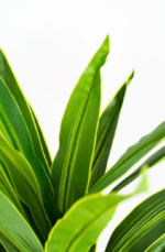 Corn Tree - Image 2