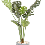 Cream plant Tree