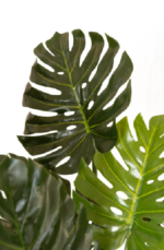 Cream plant Tree - Image 3