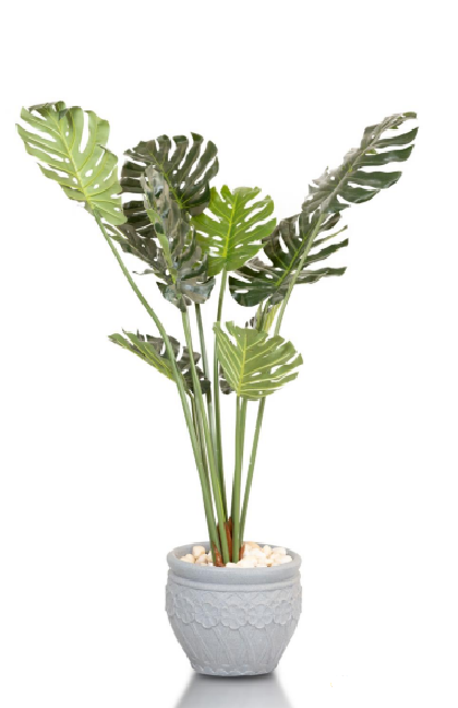 Cream plant Tree Cream plant Tree - Image 1
