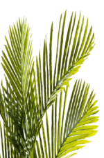 GRP Tropical Areca  Artificial tree 180cm - Image 2