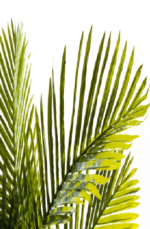 Tropical Areca Artificial tree 185cm PS501 - Image 2