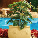 Gardenia Tree Pot