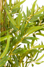 Green Bamboo tree - Image 2