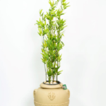 Green Bamboo tree