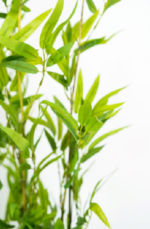 Green Bamboo tree - Image 2