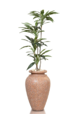 Dragon Dracaena  Artificial Trees 160-170 cm