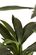 Dragon Dracaena  Artificial Trees 160-170 cm - Image 2