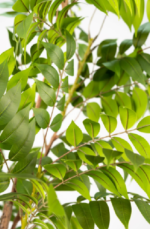 Green Willow - Image 2