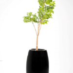 Green Willow