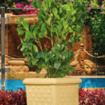 Jasmin square tree planter