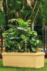Jasmin tree planter