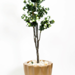 Jasmine tree