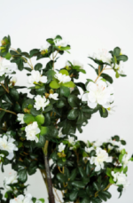 Jasmine tree - Image 2