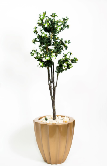 Jasmine tree Jasmine tree - Image 1