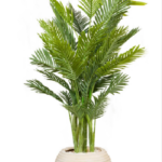 Kenya Areca 180 cm