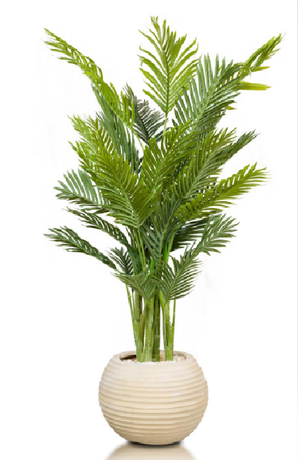 Kenya Areca Kenya Areca 180 cm - Image 1