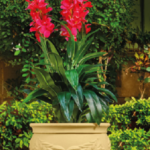 Lily Tree Pot