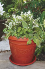 Malysian style circular tree pot - Image 2