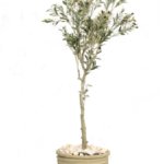 Olive OT tree O03