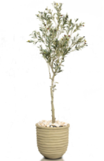 Olive OT tree O03