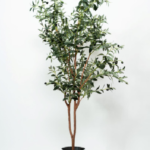 Olive OT tree  170-180 cm