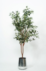 Olive OT tree  170-180 cm