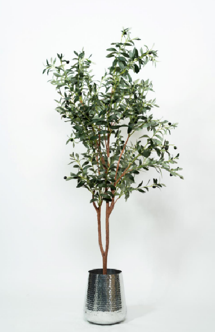 Olive tree Olive OT tree 170-180 cm - Image 1