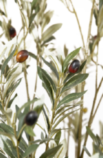 Olive OT tree O03 - Image 2