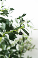 Olive OT tree  170-180 cm - Image 2