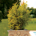 Olymp tree pot