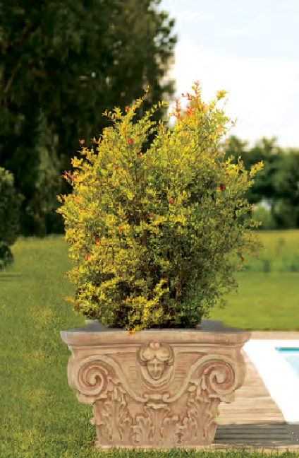 Olymp-Aperto pp Olymp tree pot - Image 1