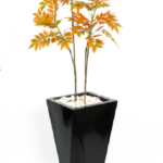 Orange Willow