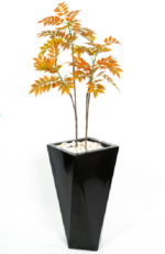 Orange Willow