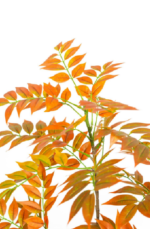Orange Willow - Image 2