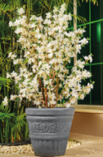 Passent Tree Pot