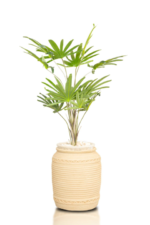 Latania Artificial tree 150 cm