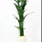 Strelitzia Nicolai  Soft Jeans Artificial Tree 180-190 cm
