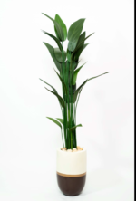 Strelitzia Nicolai  Soft Jeans Artificial Tree 180-190 cm