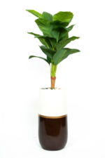 Dieffenbachia Artificial Tree 140cm