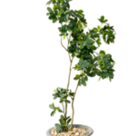 Schefflera artificial tree