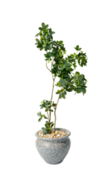 Schefflera artificial tree