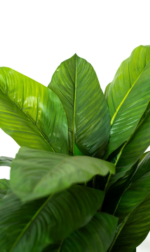 Dieffenbachia Artificial Tree 140cm - Image 2