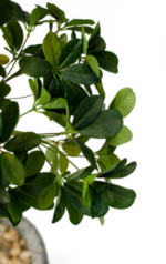 Schefflera artificial tree - Image 2