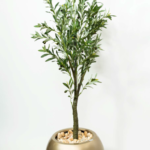 Olive OT tree O02