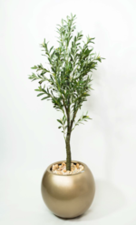 Olive OT tree O02