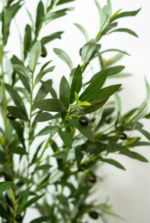 Olive OT tree O02 - Image 2