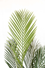 3 TR Chamadoria - Image 2