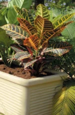 Samo tree pot stand